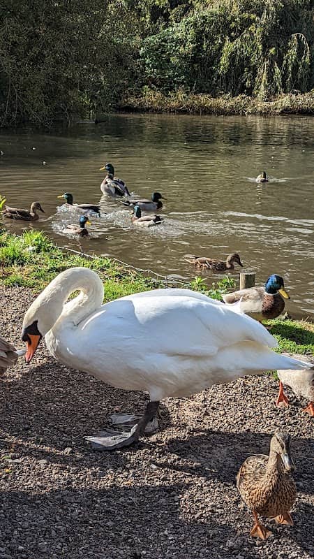 Witham Duck Pond - Image 1