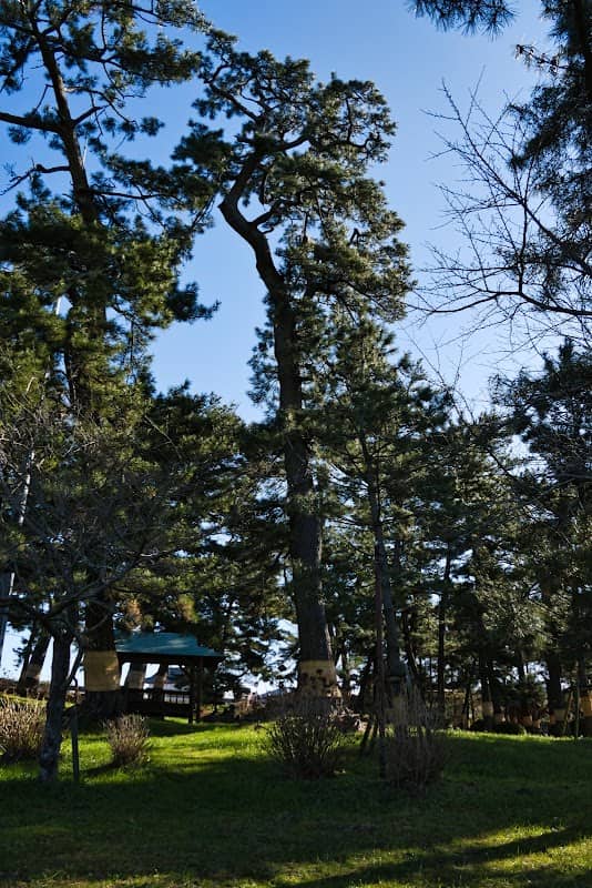 甚兵衛の森 日本の名松百選記念碑(甚兵衛公園) - Image 2