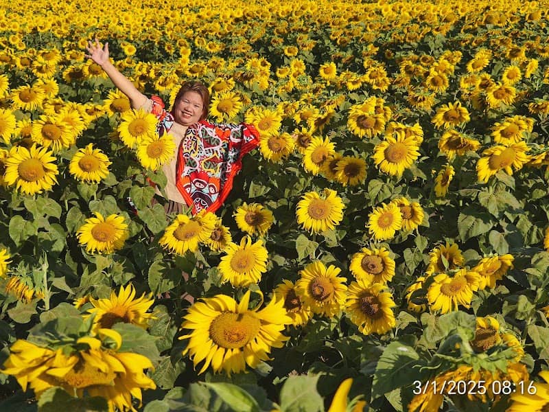 ทุ่งทานตะวันคุณสุรัตน์ - Image 1