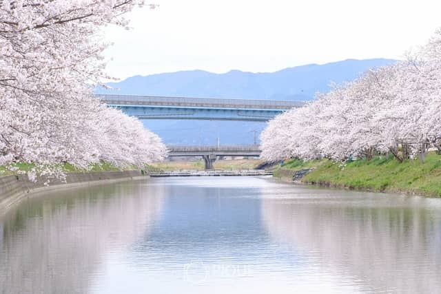 清廉桜の並木道 - Image 1