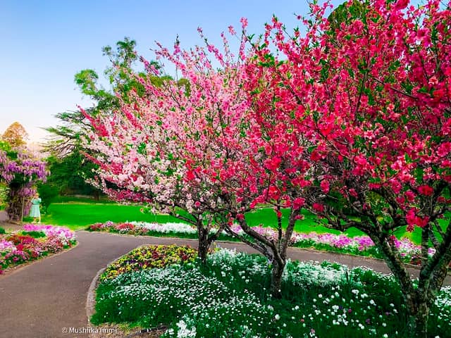 Wistaria Gardens - Image 3
