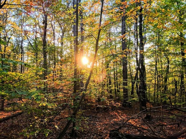 Wilber Park - Image 2