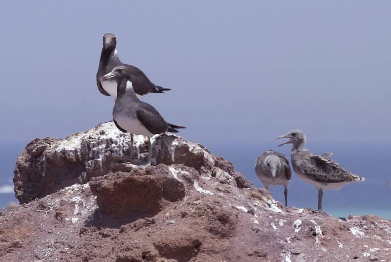 Sir Bu Nair Reserve - Sharjah - Image 1