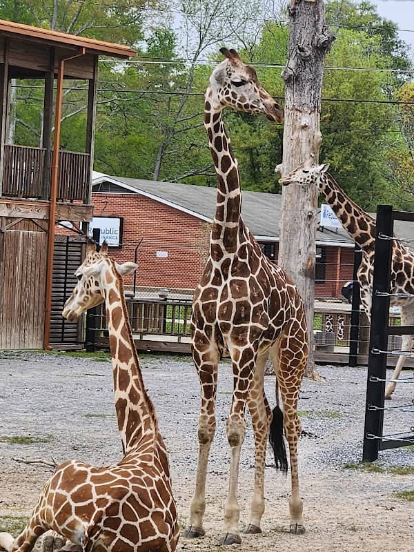 Hattiesburg Zoo - Image 2