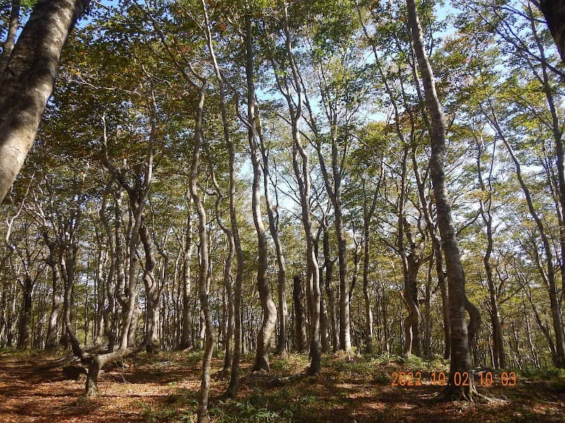 平家平ブナ林 - Image 1