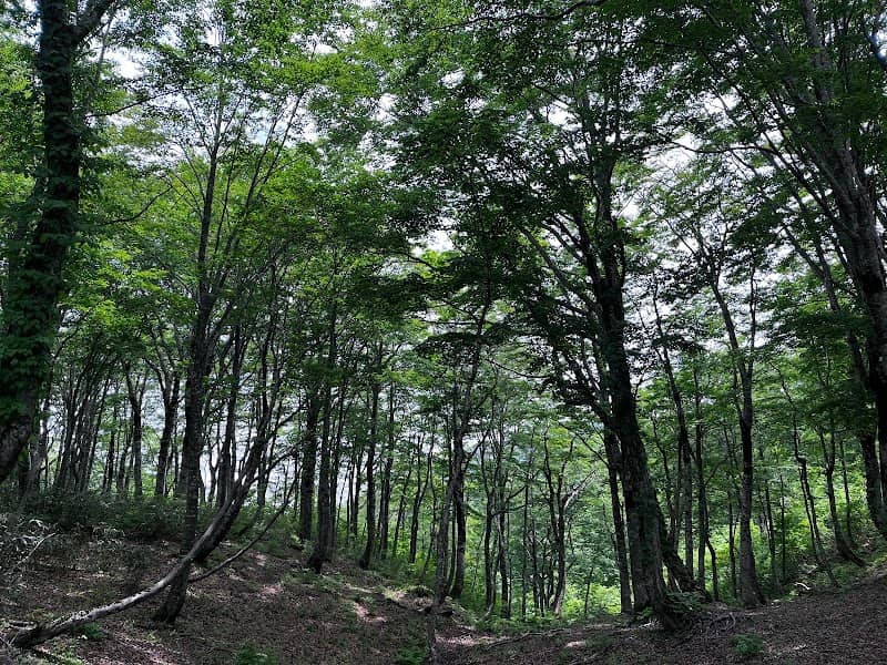 平家平ブナ林 - Image 3