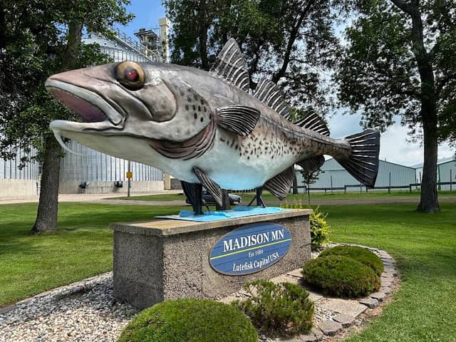 World's Largest Lutefisk - Image 1