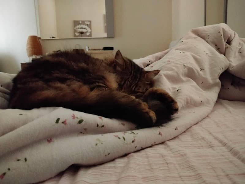 Brunilde (cat) - Image 1