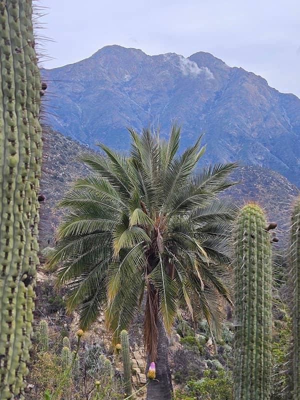 Palmas de Ocoa - Image 1