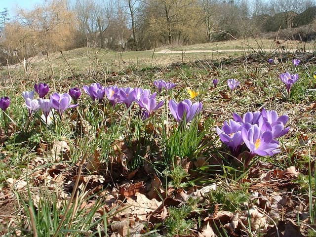 Brickfields Country Park - Image 2