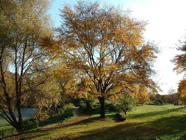Brickfields Country Park - Image 1
