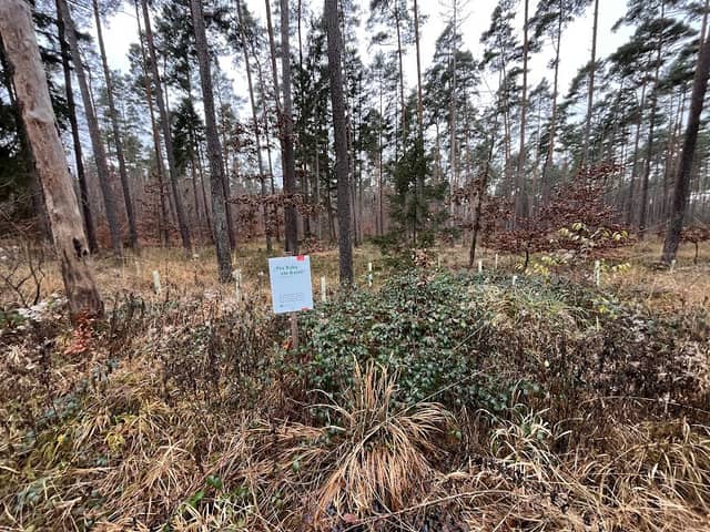 „Pro Baby ein Baum“ Oberbürgermeister - Image 1