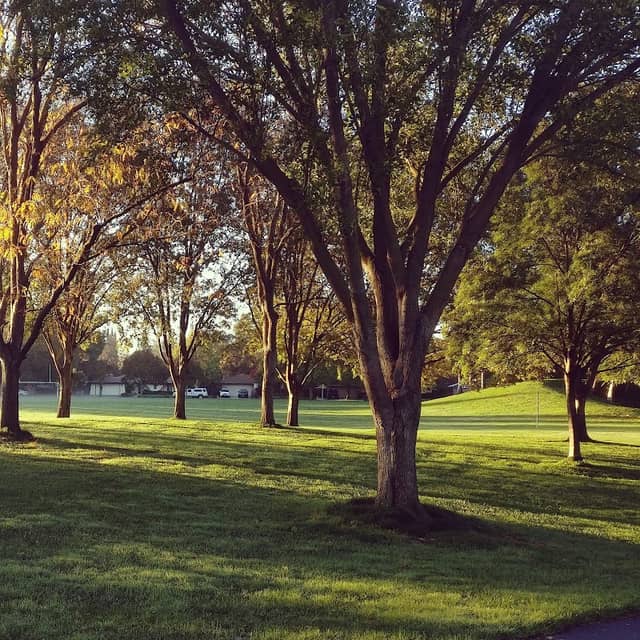 Pioneer Park - Image 1