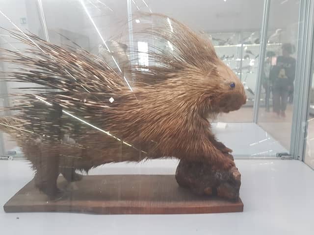 Natural History Museum of Salento - Image 1