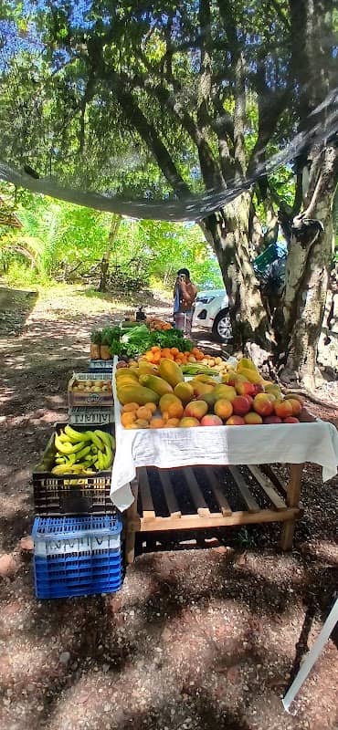 green fair pelada beach - Image 2