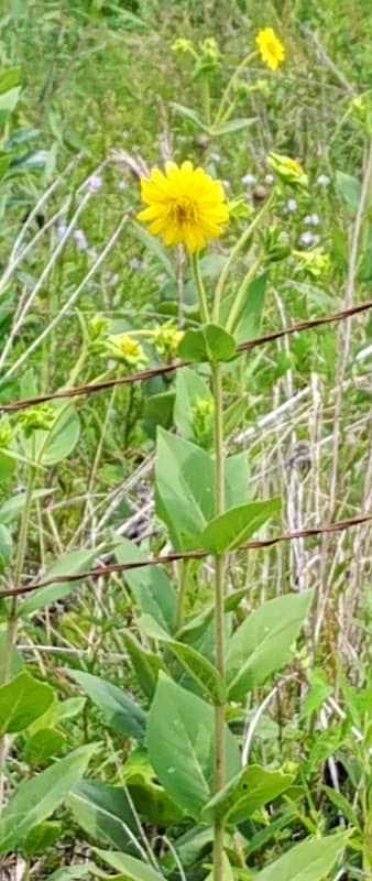 Old Cahawba Prairie Preserve - Image 2