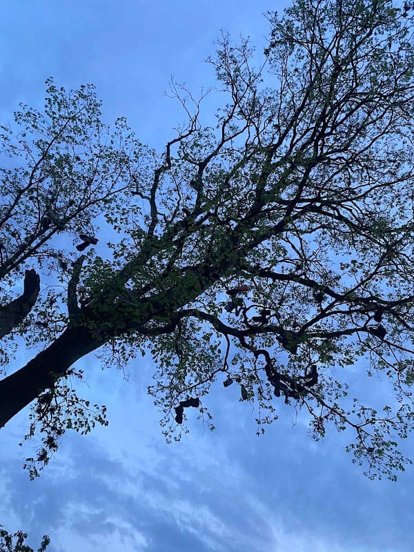 Shoe Tree - Image 1