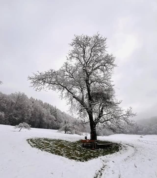 Herzerlbaum - Image 2
