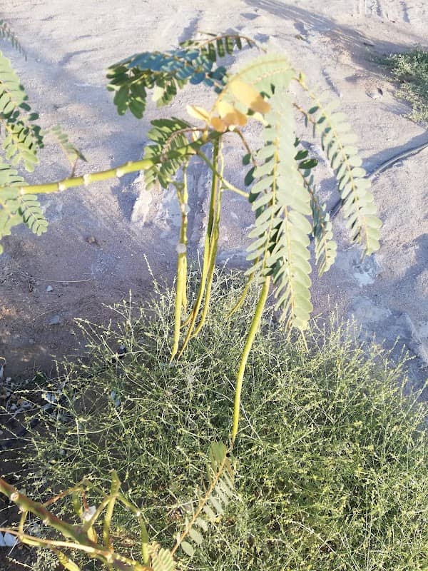 أستراحة الطيار - Image 1
