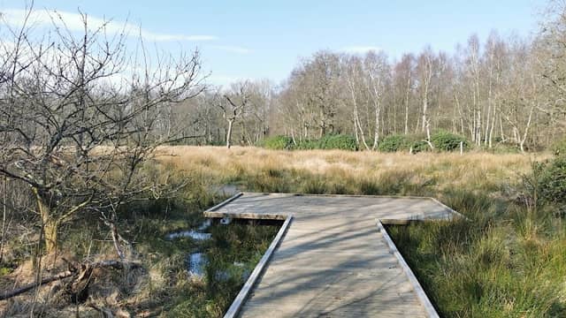 Spinney Woods (Acorn field plantation) - Image 1