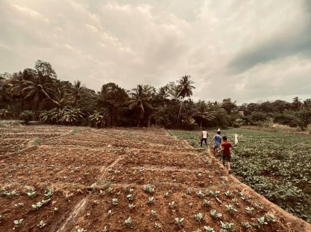 අබේරත්න කුඹුර - Image 3