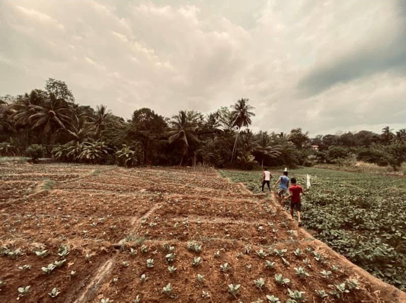 අබේරත්න කුඹුර - Image 3