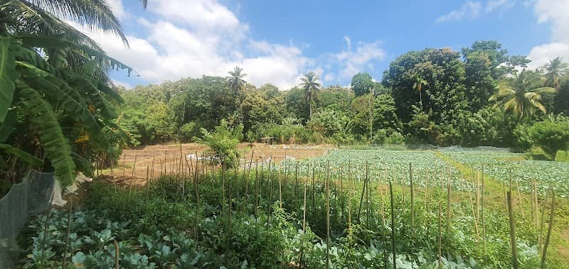 අබේරත්න කුඹුර - Image 1