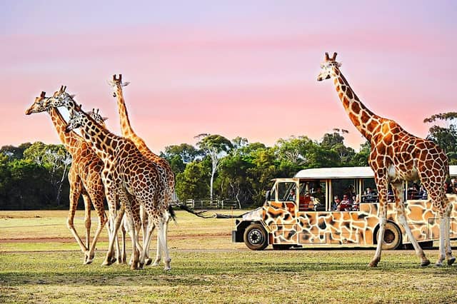 Werribee Open Range Zoo - Image 1
