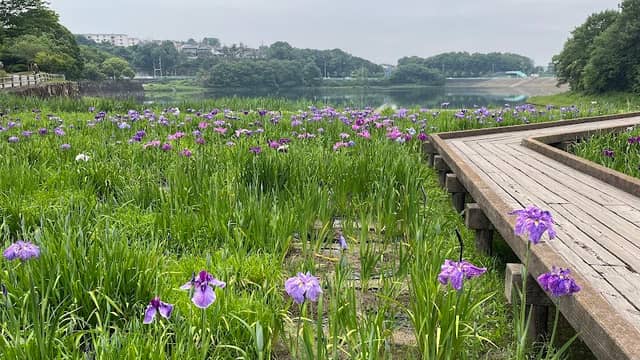 春日池公園 菖蒲園 - Image 1