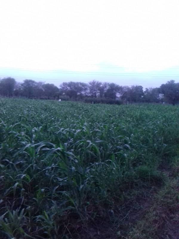 Meena Farm - Image 2