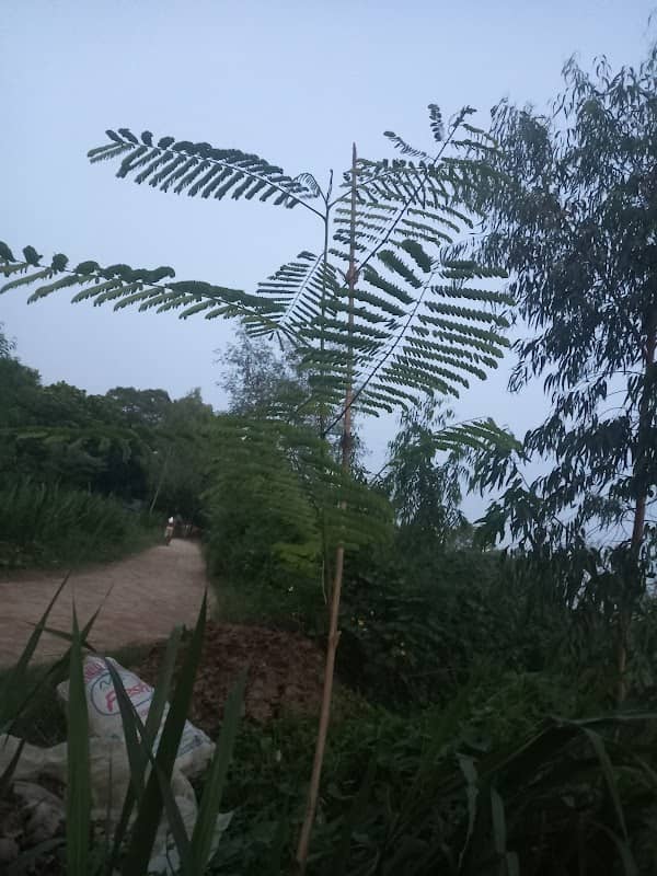 বেংরই কৃষ্ণ তলা মোড় - Image 1
