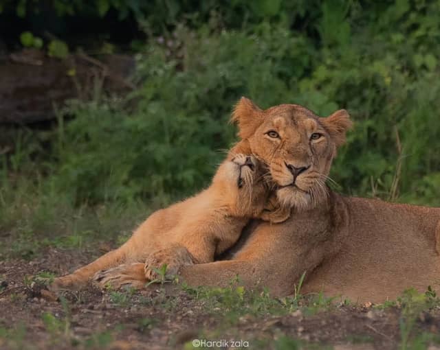 Gir National Park Safari - Image 1