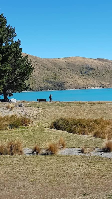 That Tekapo Tree - Image 2