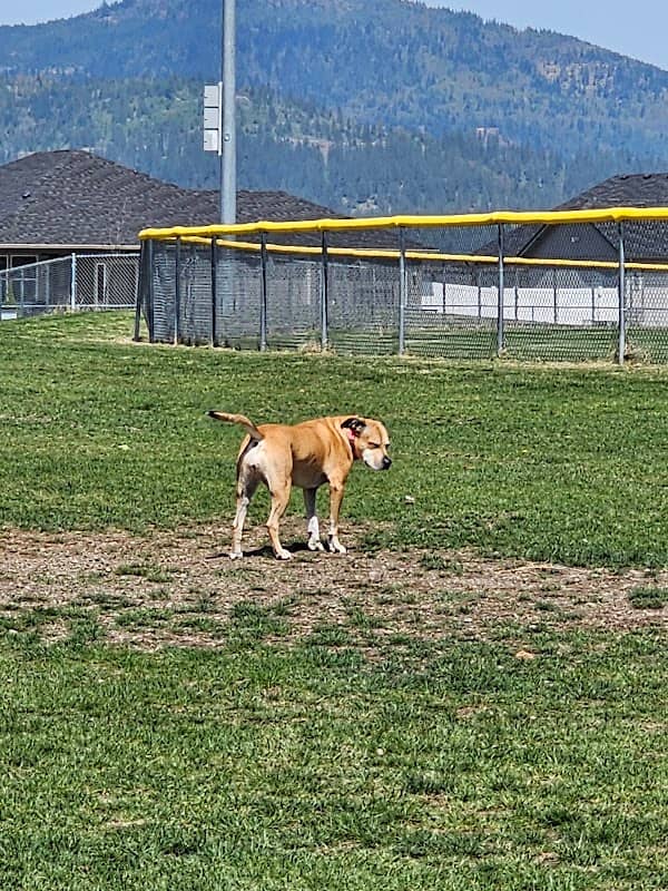 Rathdrum Dog Park - Image 1