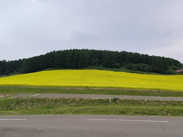 キガラシ畑 - Image 3