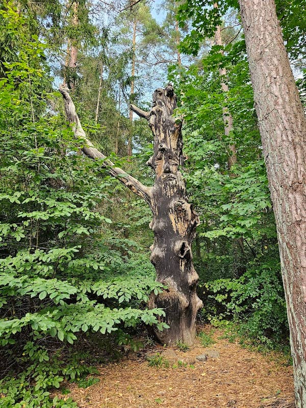 Miškinis - Image 1
