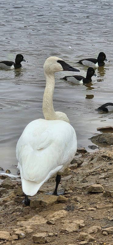 Trumpeter Lake West - Image 1