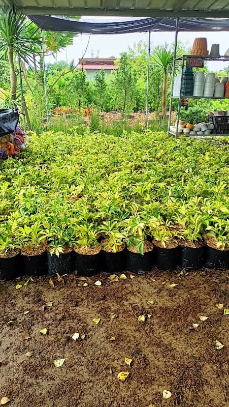 Glenn's Garden - Image 2