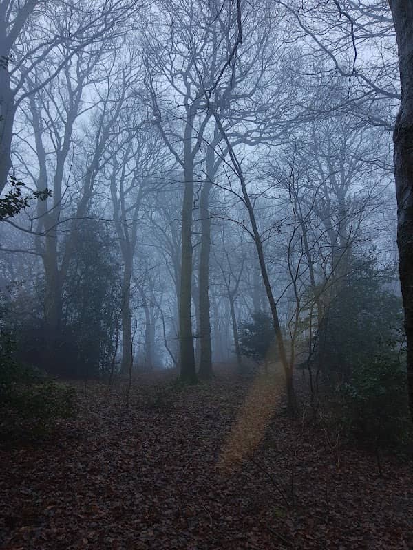 Thwaite Brow Woods - Image 2