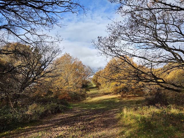 Old Hills - Image 2
