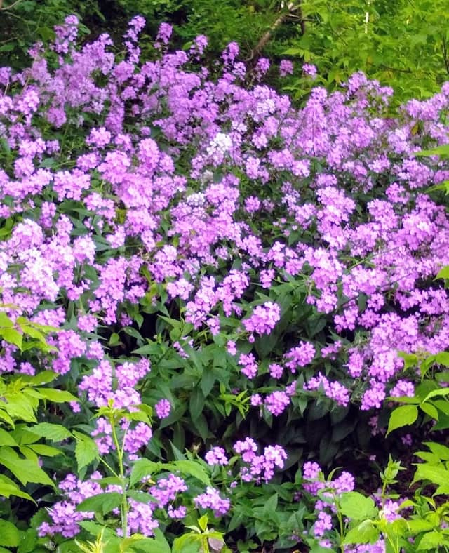 Brose Park - Image 2