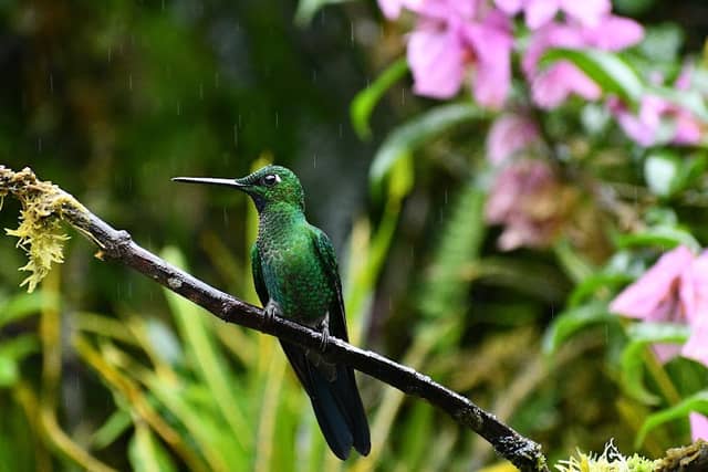 Alambi Reserve - Image 1