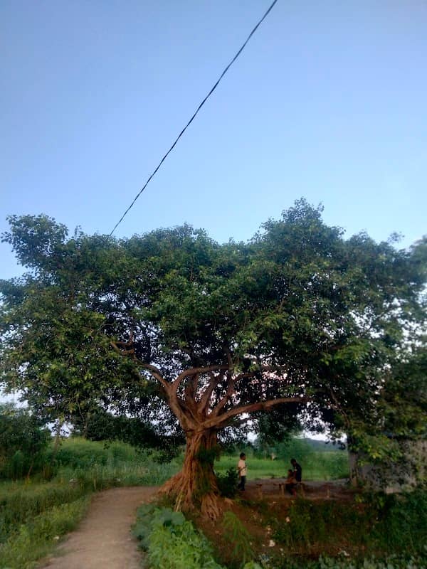ভিটি চার পাড়া বট তলা - Image 1