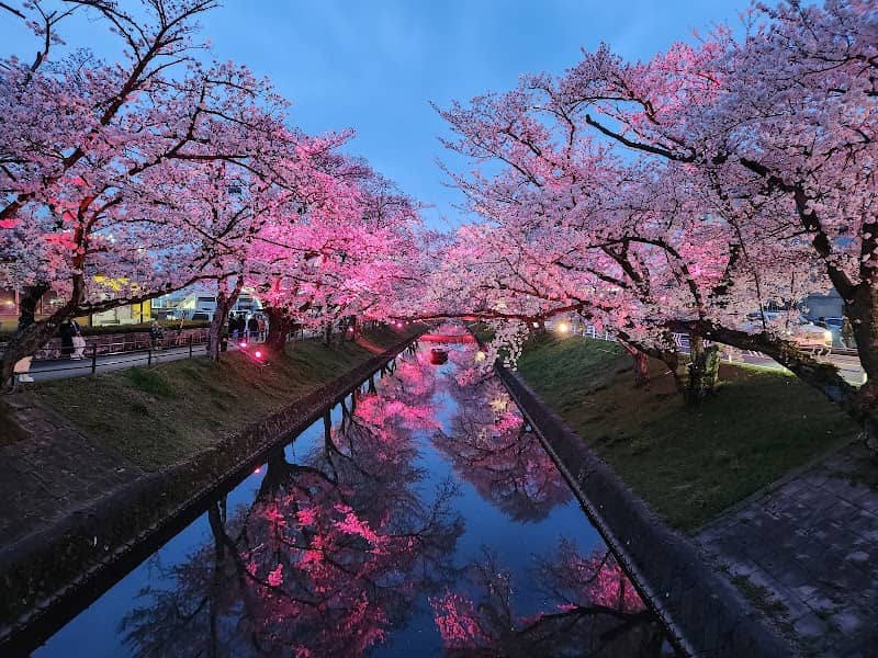 Gojo River Sakura-namiki Cherry Tree Lined Path - Image 1