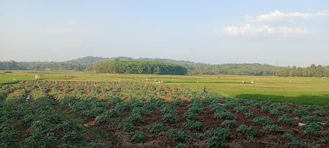 Mulakkulam punja - Image 1