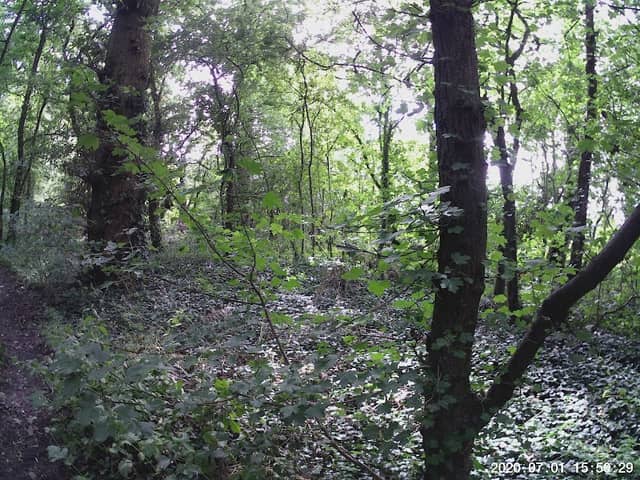 Hunts Grove Wood - Image 1