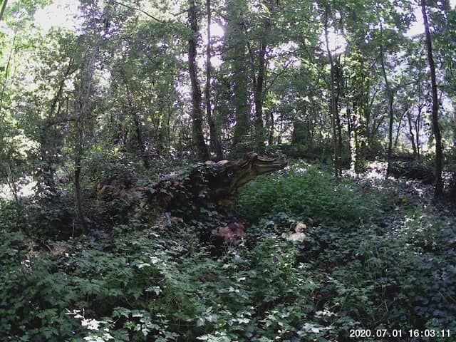 Hunts Grove Wood - Image 2
