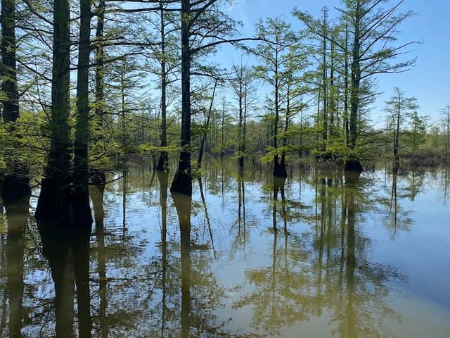 Lower Cache River Access - Image 2