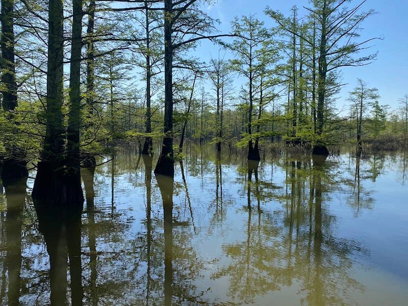 Lower Cache River Access - Image 2