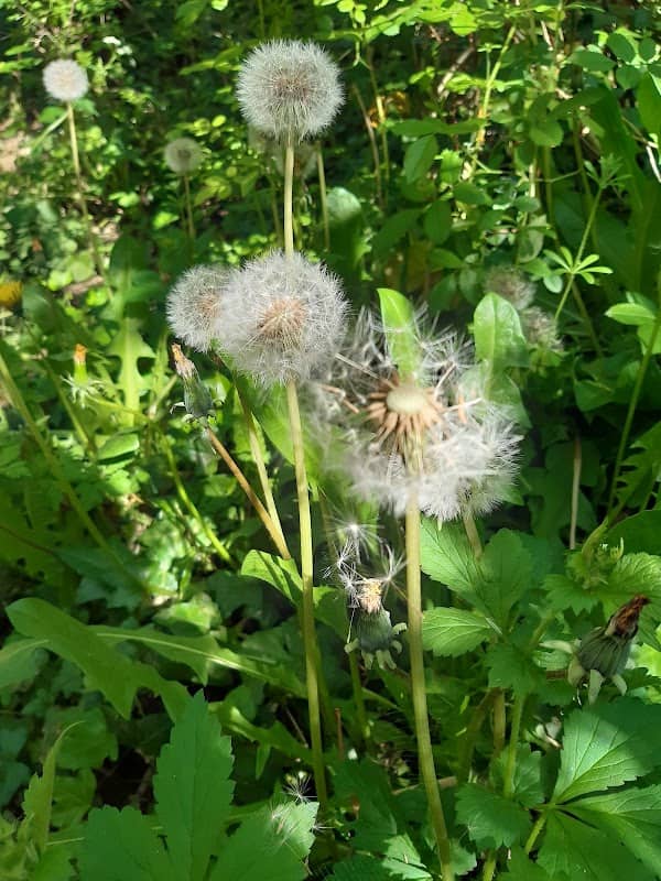 Badsey Lane Nature Reserve - Image 1